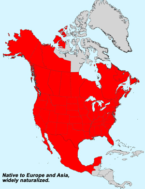 North America species range map for Common Groundsel, Senecio vulgaris: Click image for full size map.